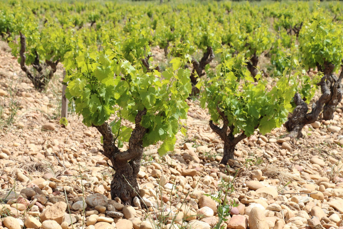Ophorus Tours - Châteauneuf-du-Pape Wine Tour: A Private Vineyard Voyage