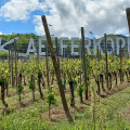 Third Grand Cru Visit