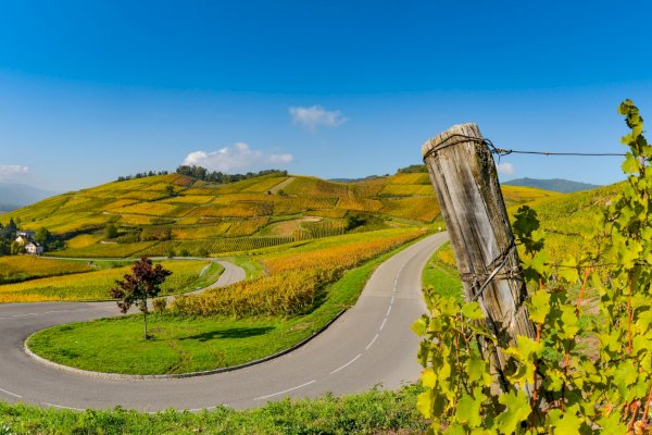 Ophorus Tours - Alsace Grands Crus Wine Journey Private Tour from Strasbourg