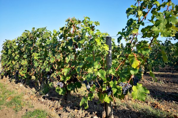 Ophorus Tours - Luxury Médoc Getaway: Full day Private Wine Tour for 2 from Bordeaux