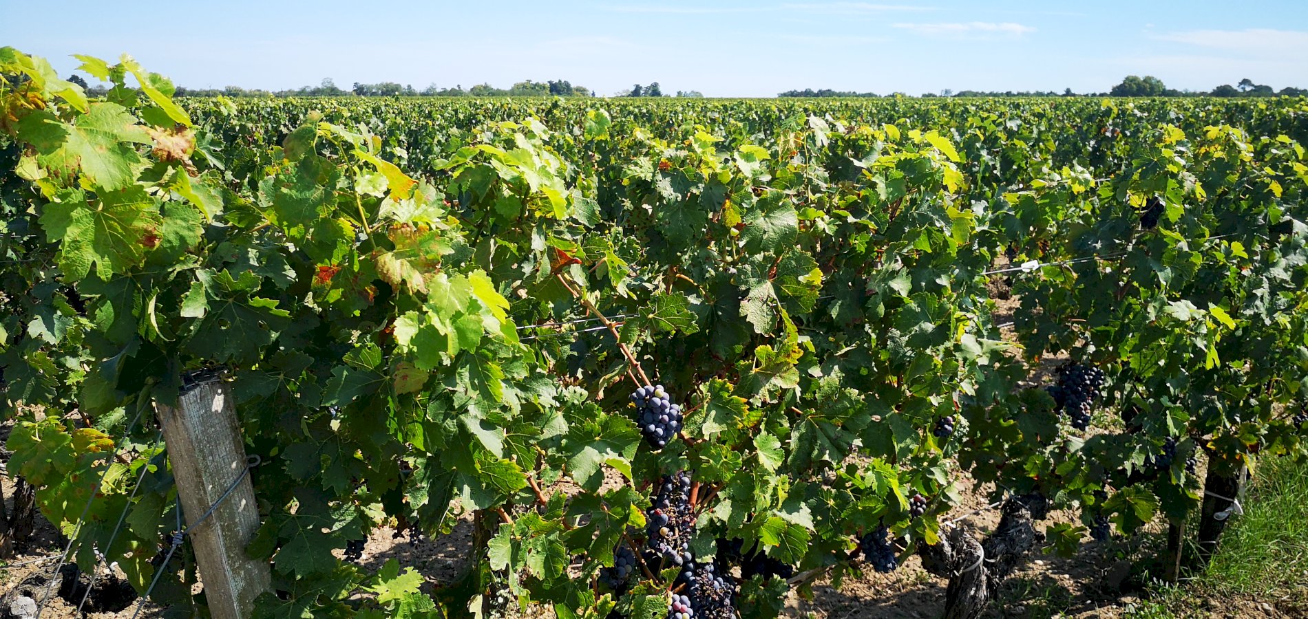 Ophorus Tours - Romantic Escape: Private Médoc Wine Tour Half-Day for 2 from Bordeaux