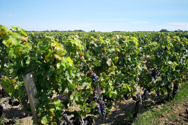 Ophorus Tours - Romantic Escape: Private Médoc Wine Tour Half-Day for 2 from Bordeaux