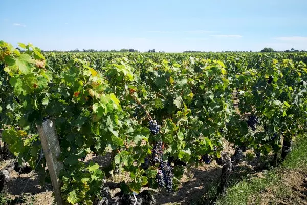 Romantic Escape: Private Médoc Wine Tour Half-Day for 2 from Bordeaux