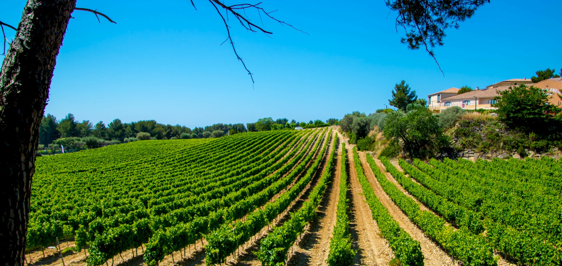 Ophorus Tours - From Sanary sur Mer Cruise Port Provence Wine Tour Shore Excursion private