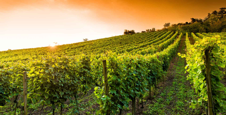 Ophorus Tours - Bordeaux to Saint-Émilion: Private Full Day Wine Tour for 2 persons