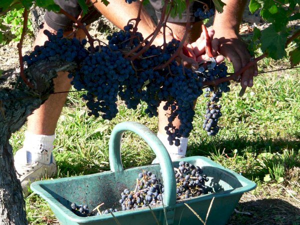 Ophorus Tours - Bordeaux to St. Emilion: Private Full Day Wine Tour for 2 persons