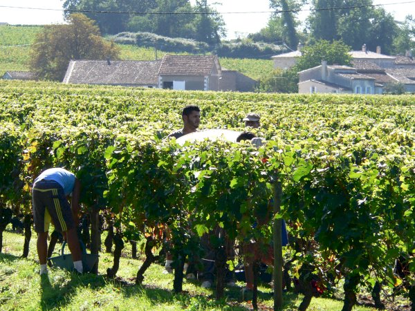 Ophorus Tours - Private Half-Day Saint Emilion Wine Tour for 2 – Bordeaux Departure