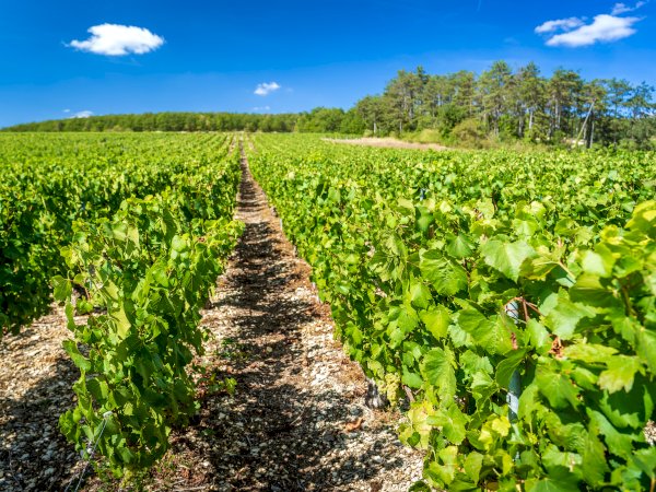 Ophorus Tours - Paris Private Sightseeing Transfer to Beaune