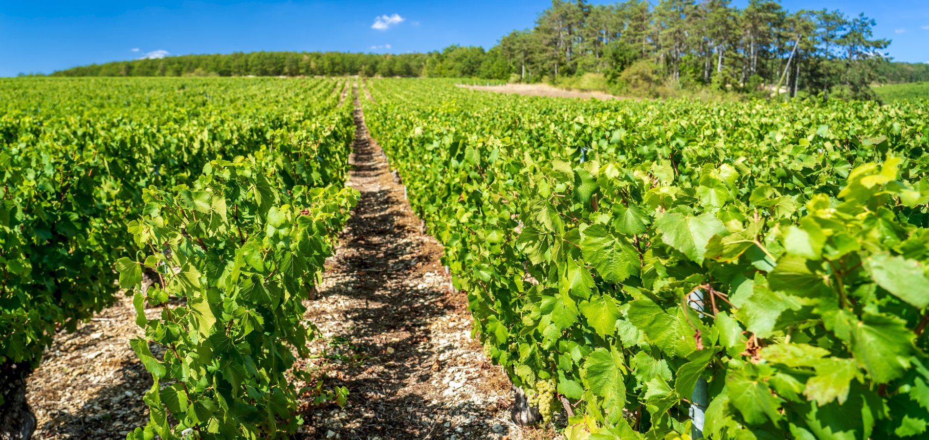 Ophorus Tours - Paris Private Sightseeing Transfer to Beaune