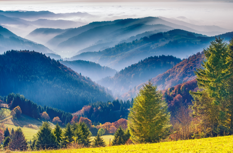 Ophorus Tours - Strasbourg to Baden-Baden Tour: Discover Germany's Black Forest Beauty