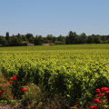 First Grand Cru Classé estate – visit and tasting
