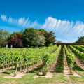 Winery