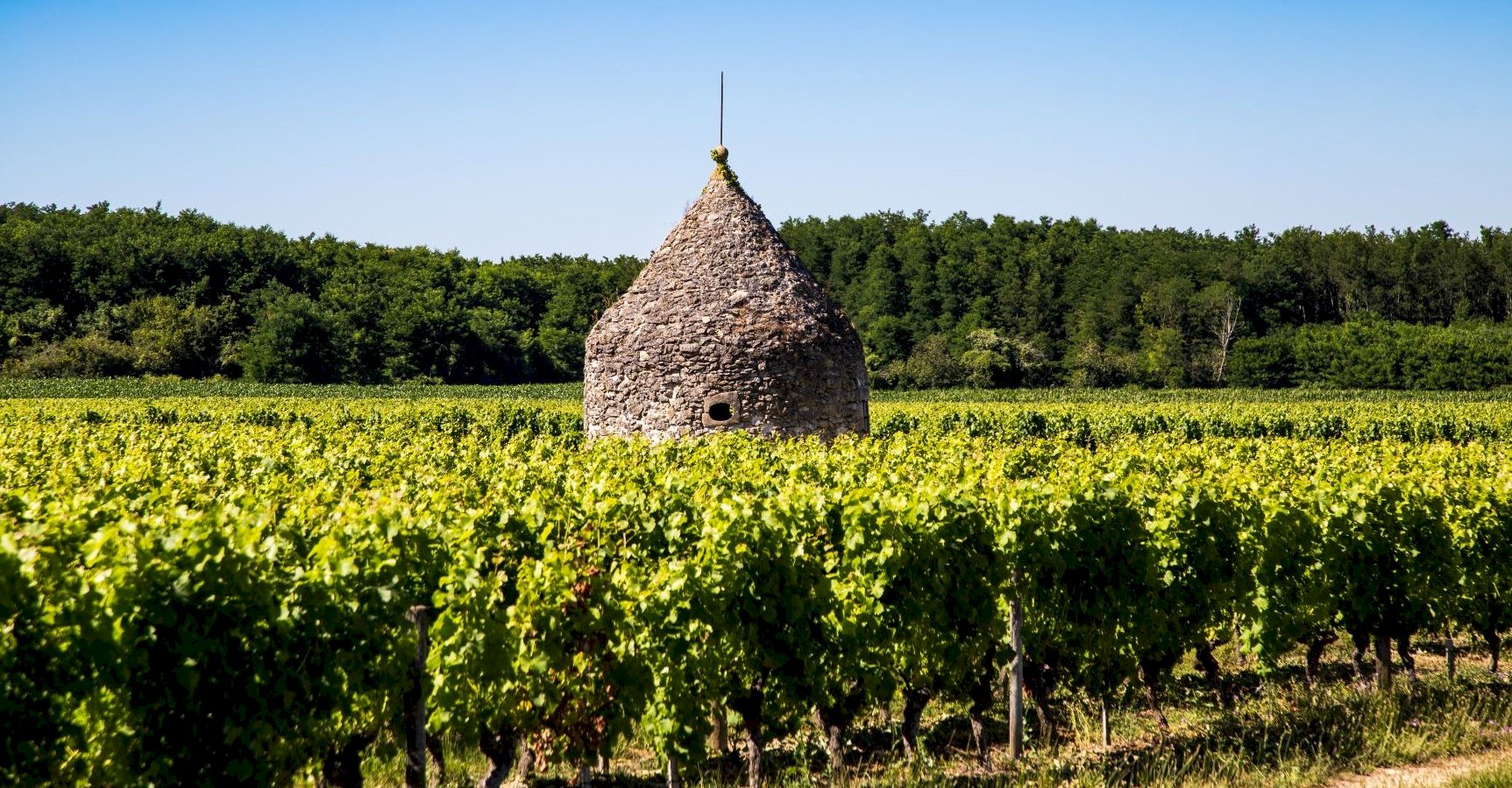 Ophorus Tours - Explore Graves & Sauternes: Private Wine Tour from Bordeaux