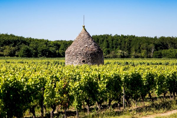 Ophorus Tours - Explore Graves & Sauternes: Private Wine Tour from Bordeaux