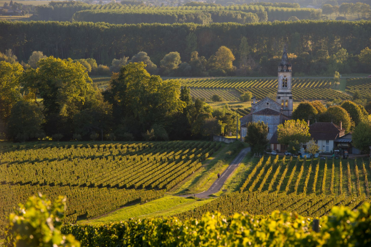 Ophorus Tours - Graves & Sauternes Private Full Day Wine Tour from Bordeaux