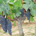 Winery