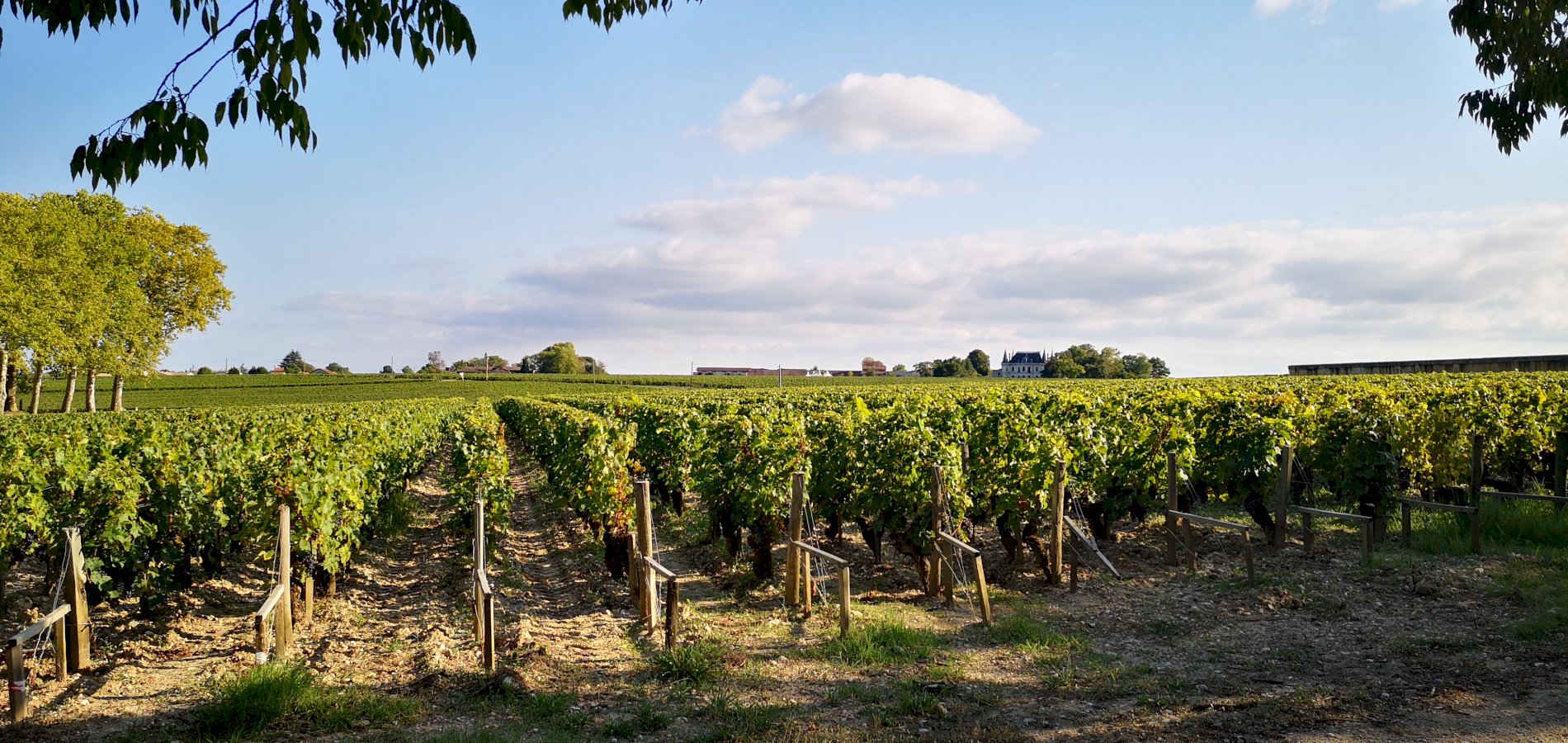 Ophorus Tours - Beyond Saint-Emilion: Private Wine Tour to Médoc Vineyards