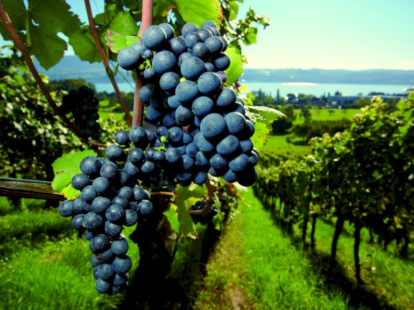 Ophorus Tours - Beyond Saint-Emilion: Private Wine Tour to Médoc Vineyards