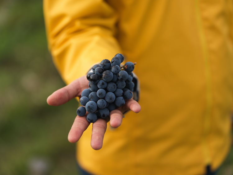 Ophorus Tours - Beyond Saint-Emilion: Private Wine Tour to Médoc Vineyards