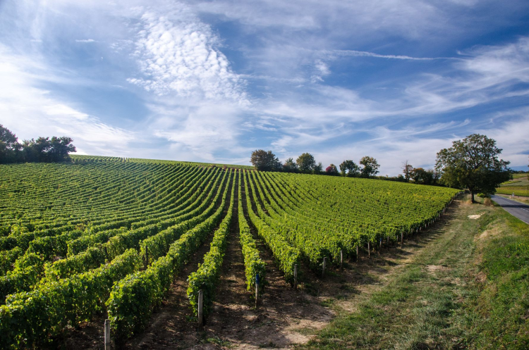 Ophorus Tours - Médoc Wine Tour Private Half Day Trip From Bordeaux