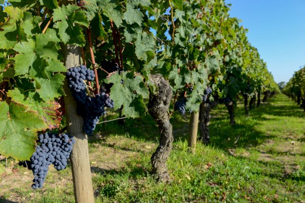 Ophorus Tours - Medoc Wine Experience: Private Bordeaux Vineyard half-day Tour