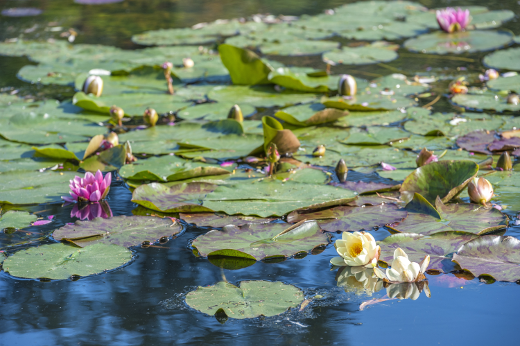 Ophorus Tours - Honfleur Shore Trip: Explore Giverny Gardens & Honfleur with a Guide