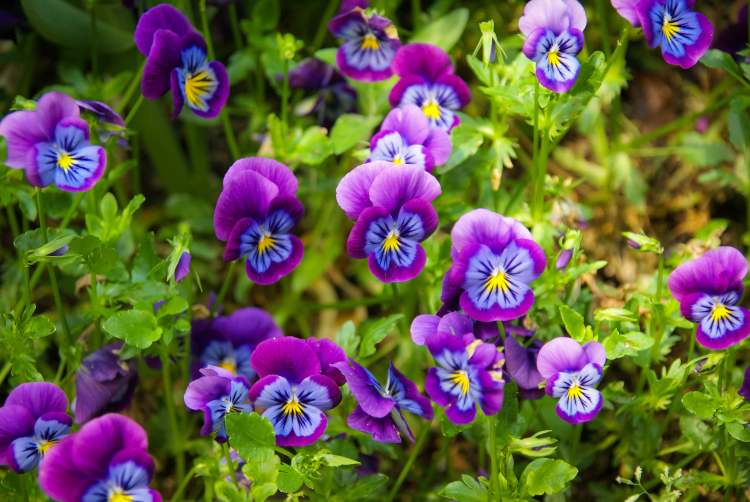 Ophorus Tours - Honfleur Shore Trip: Explore Giverny Gardens & Honfleur with a Guide