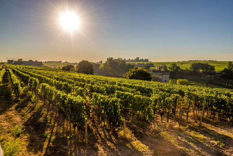 Ophorus Tours - A Private Day in Saint-Emilion: Explore Wines & Charm