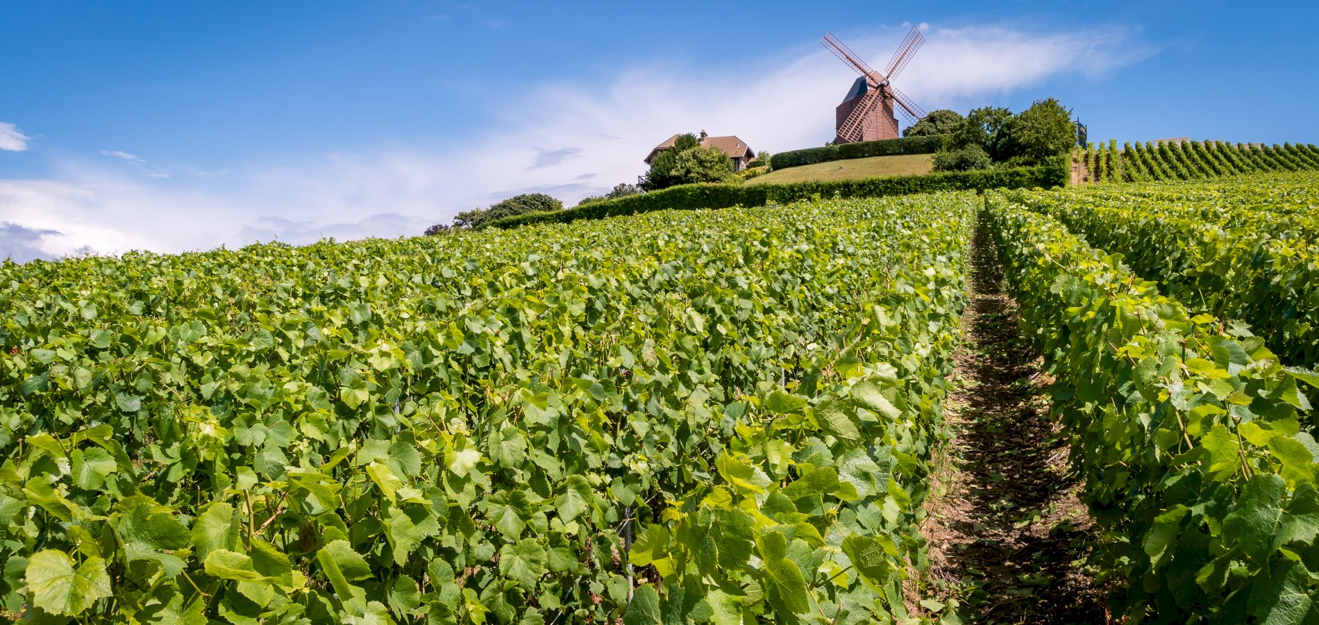 Ophorus Tours - Champagne Day Tour with Tasting: Veuve Clicquot, local winery & Lunch