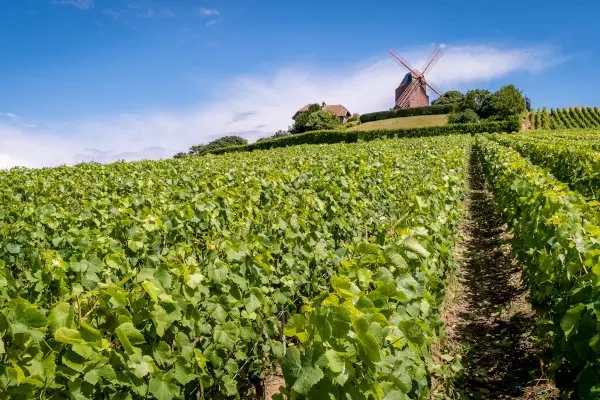Champagne Day Tour with Tasting: Veuve Clicquot, local winery & Lunch