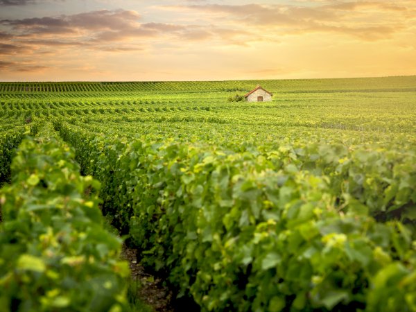 Ophorus Tours - Art & Bubbles: Private Reims & Champagne Tour from Epernay
