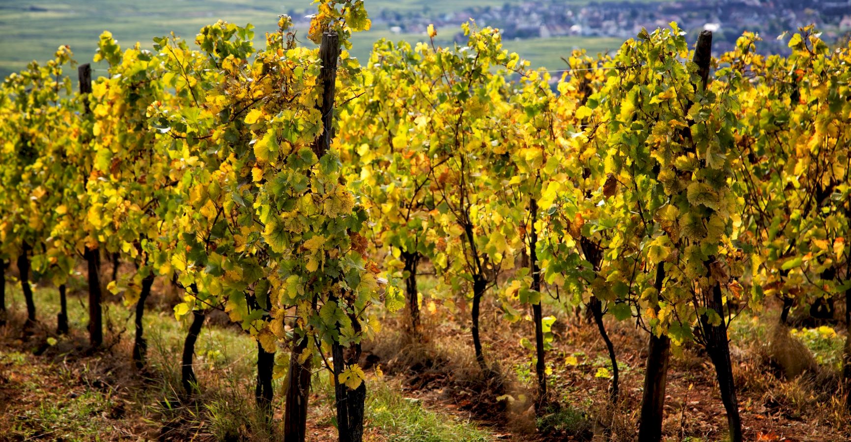 Ophorus Tours - Alsace's Finest: Private Grands Crus Wine Tour from Mulhouse