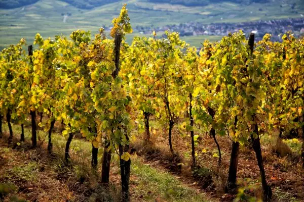 Alsace's Finest: Private Grands Crus Wine Tour from Mulhouse