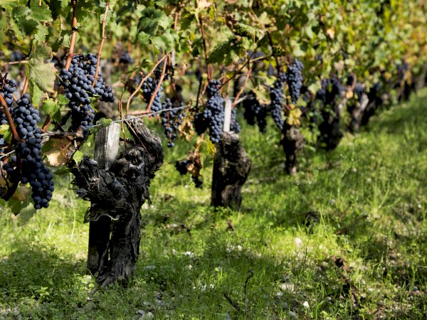 Ophorus Tours - Bordeaux Wine Tour to Saint Emilion From Toulouse