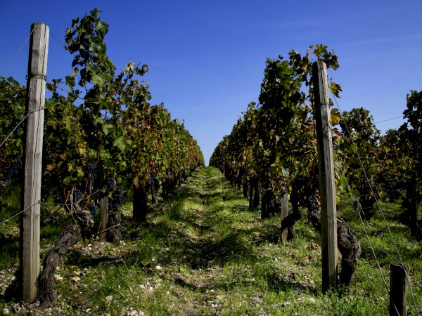 Ophorus Tours - Bordeaux Wine Tour to Saint Emilion From Toulouse