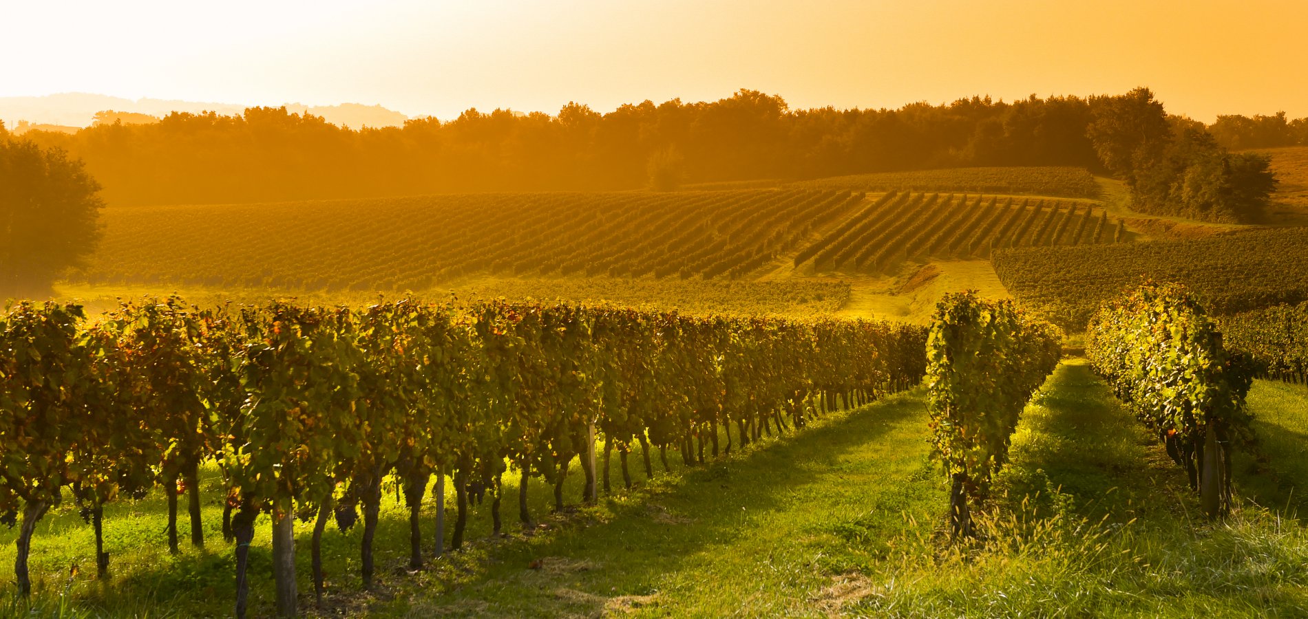 Ophorus Tours - Bordeaux Wine Tour to Saint Emilion From Toulouse