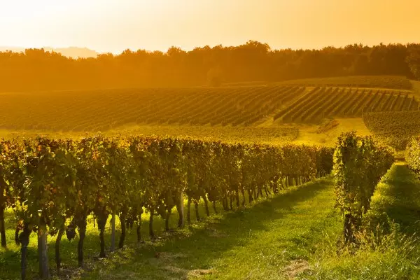 Bordeaux Wine Tour to Saint Emilion From Toulouse