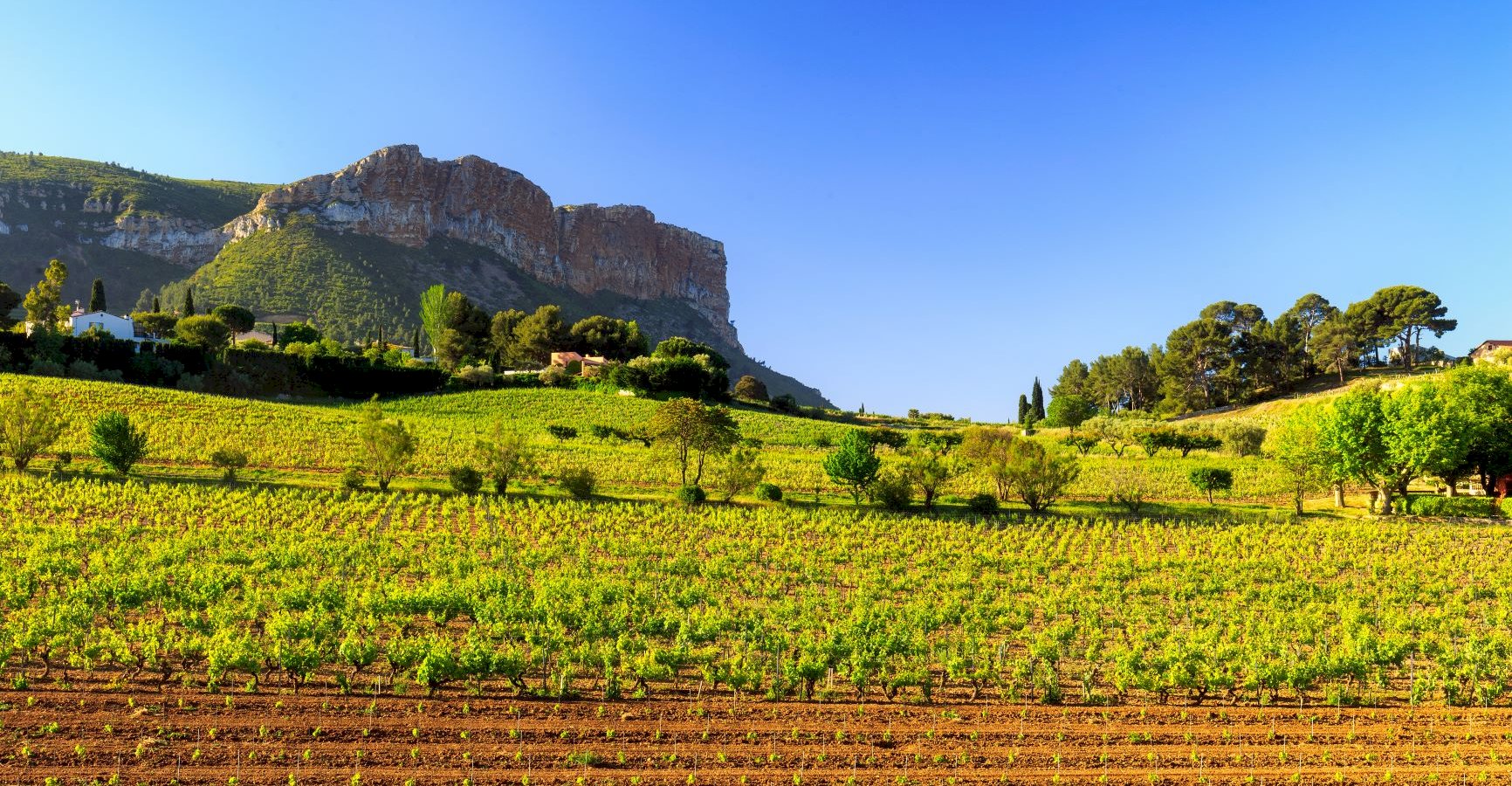 Ophorus Tours - A Taste of Provence Wine Tour : a half-day Vineyard Adventure