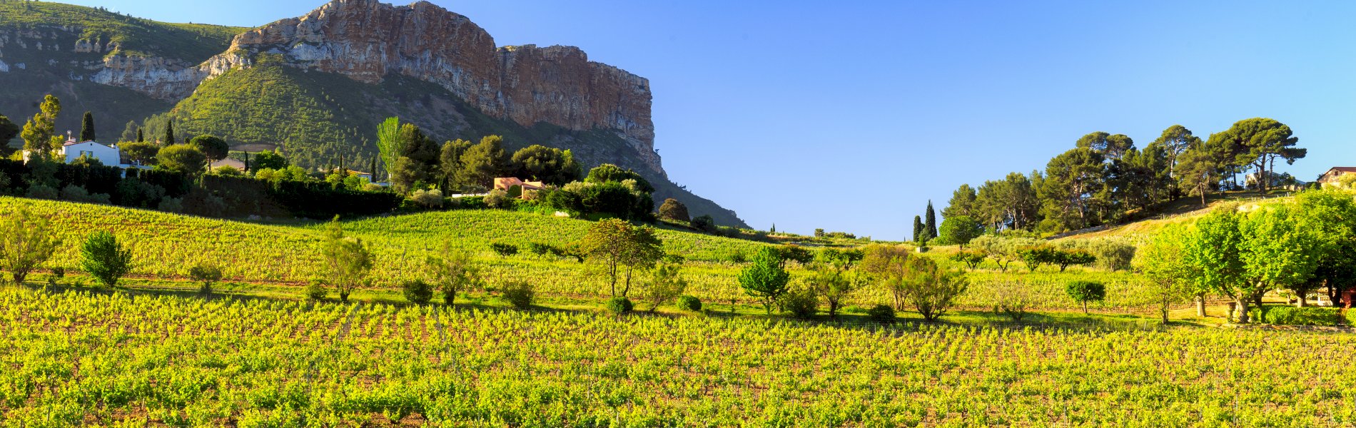 Ophorus Tours - A Taste of Provence Wine Tour : a half-day Vineyard Adventure