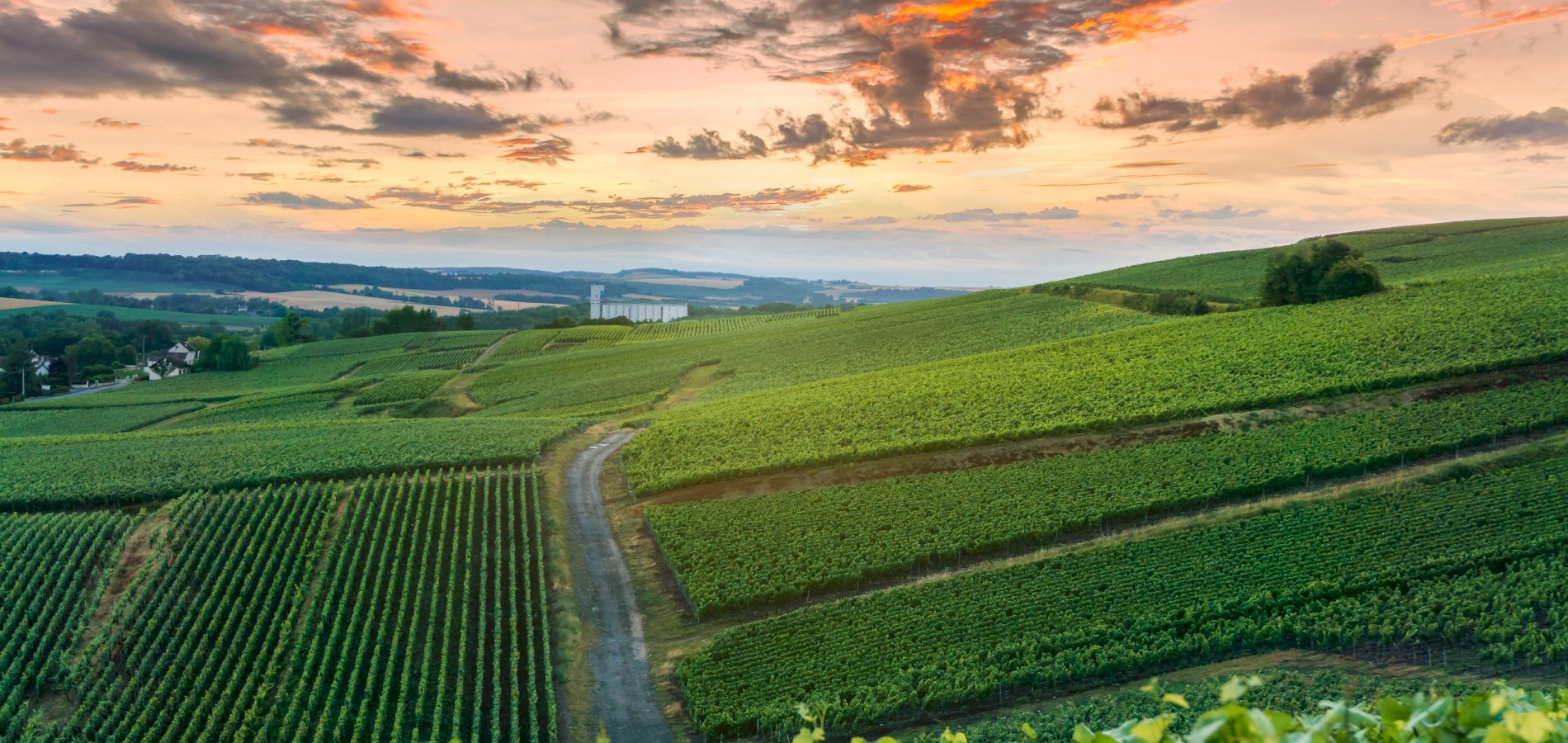 Ophorus Tours - Taste of Champagne: Private Half-Day Tour from Reims 