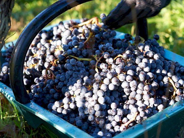 Ophorus Tours - Private Saint-Emilion Tour: Wine Blending, Gourmet Lunch & Blind Tasting