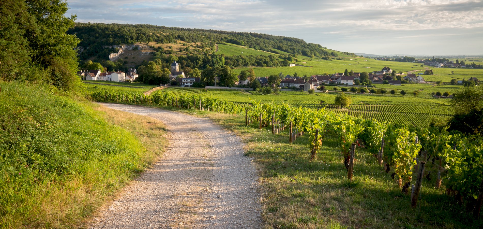 Ophorus Tours - Discover Côte de Beaune Wines: Private Day Tour from Beaune