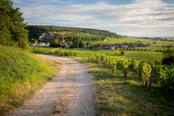 Ophorus Tours - Discover Côte de Beaune Wines: Private Day Tour from Beaune