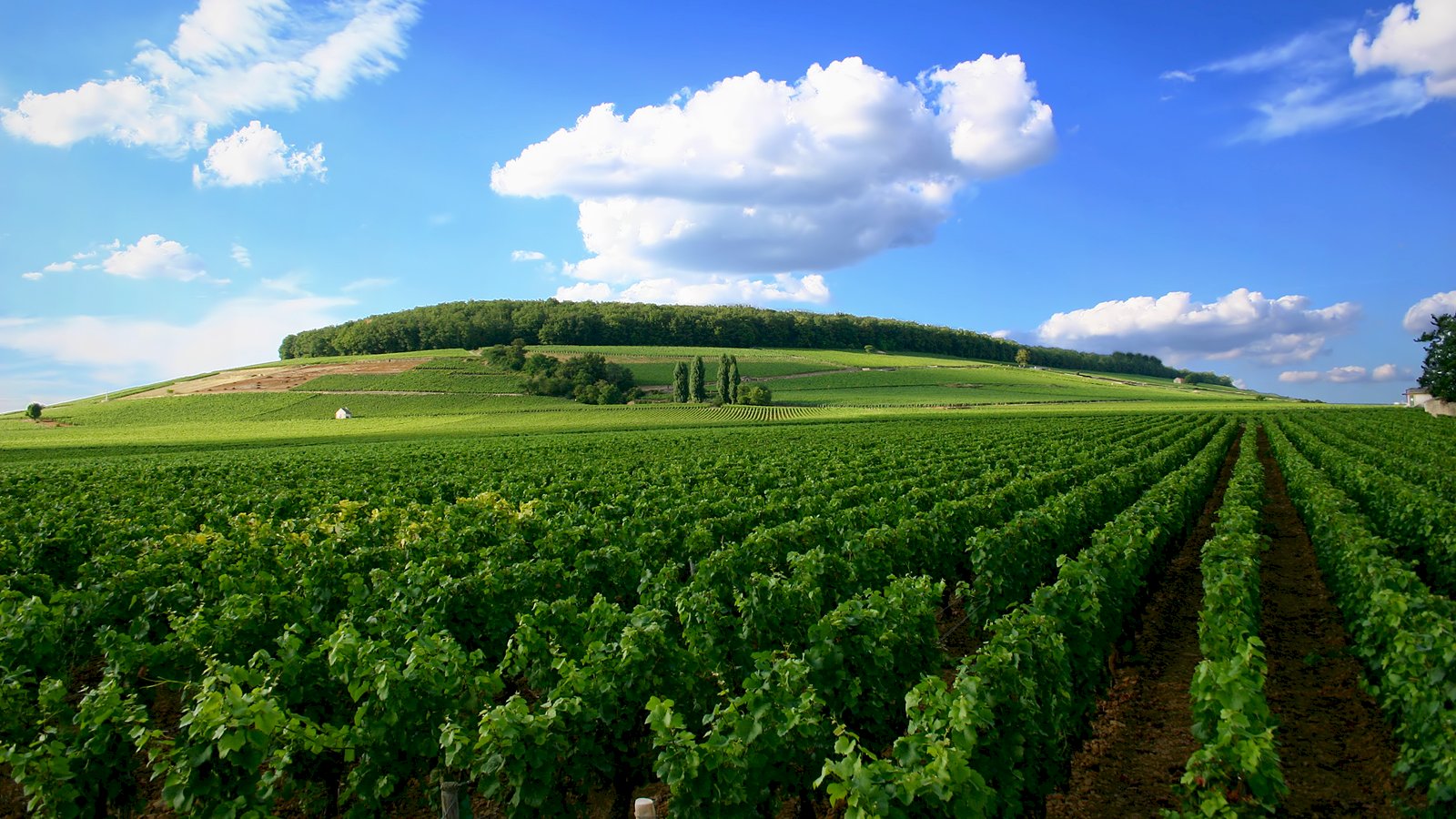 Ophorus Tours - Luxury Escape: Private Wine Tour to Côte de Nuits from Beaune