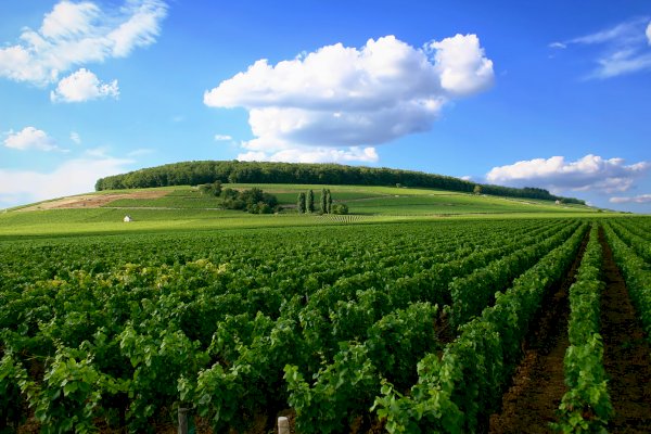 Ophorus Tours - Luxury Escape: Private Wine Tour to Côte de Nuits from Beaune