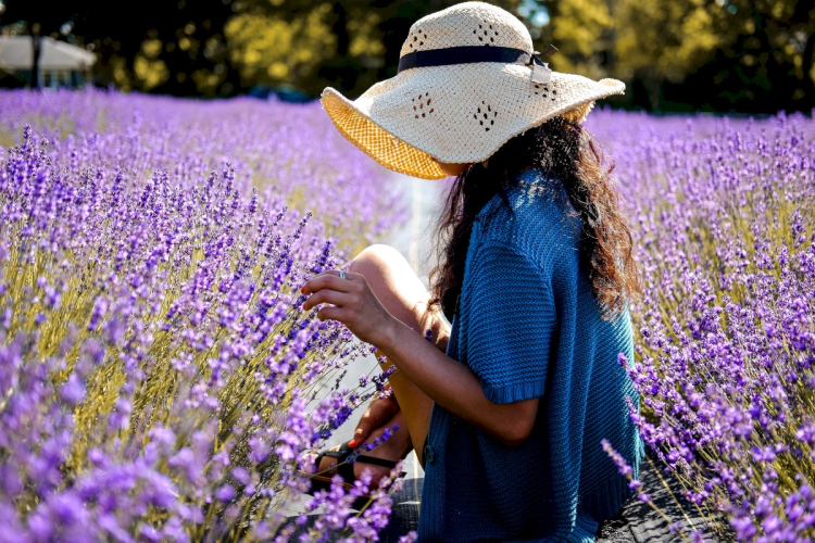 Ophorus Tours - Valensole's Lavender Fields Tour : A Visual Journey in Provence