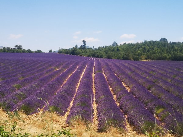Ophorus Tours - Valensole's Lavender Fields Tour : A Visual Journey in Provence