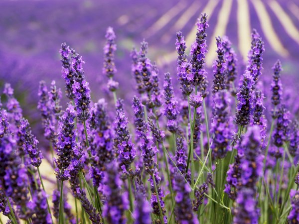 Ophorus Tours - Valensole's Lavender Fields Tour : A Visual Journey in Provence