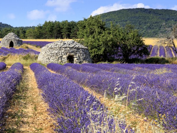 Ophorus Tours - Valensole's Lavender Fields Tour : A Visual Journey in Provence