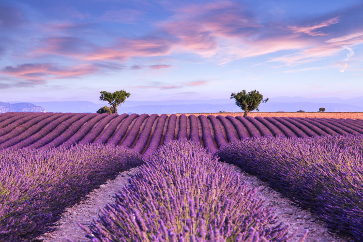 Ophorus Tours - Valensole's Lavender Fields Tour : A Visual Journey in Provence